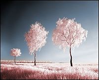 TopRq.com search results: infrared photography