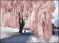 Art & Creativity: infrared photography