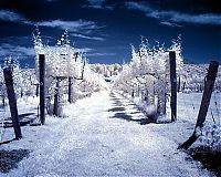 TopRq.com search results: infrared photography