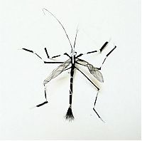 Art & Creativity: Insects out of human hair by Adrienne Antonson