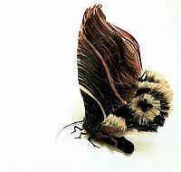 Art & Creativity: Insects out of human hair by Adrienne Antonson