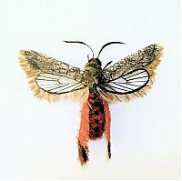 Art & Creativity: Insects out of human hair by Adrienne Antonson