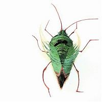 TopRq.com search results: Insects out of human hair by Adrienne Antonson