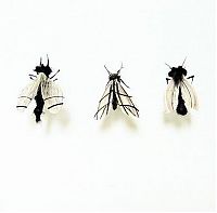 Art & Creativity: Insects out of human hair by Adrienne Antonson