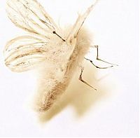Art & Creativity: Insects out of human hair by Adrienne Antonson
