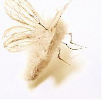 TopRq.com search results: Insects out of human hair by Adrienne Antonson