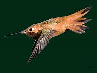 Art & Creativity: Birds in flight by Roy Hancliff