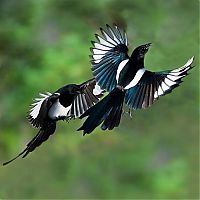 Art & Creativity: Birds in flight by Roy Hancliff