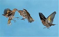 Art & Creativity: Birds in flight by Roy Hancliff