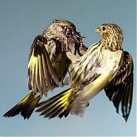 Art & Creativity: Birds in flight by Roy Hancliff