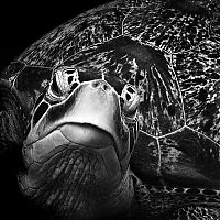 Art & Creativity: black and white photography