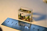 TopRq.com search results: World's smallest aquarium by Anatoly Konenko