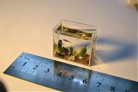 Art & Creativity: World's smallest aquarium by Anatoly Konenko