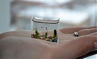 TopRq.com search results: World's smallest aquarium by Anatoly Konenko