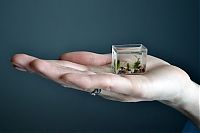 Art & Creativity: World's smallest aquarium by Anatoly Konenko