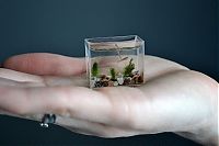 Art & Creativity: World's smallest aquarium by Anatoly Konenko