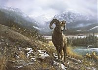 Art & Creativity: Wildlife paintings by Denis Mayer jr.