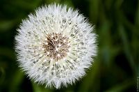 Art & Creativity: macro photography