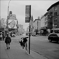 Art & Creativity: The New York City Ballerina Project by Dane Shitagi