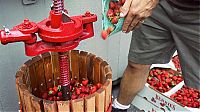 TopRq.com search results: Cinemagraph of strawberry beer brewing by Jamie Beck & Kevin Burg