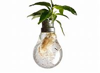 Art & Creativity: plants art from old light bulbs