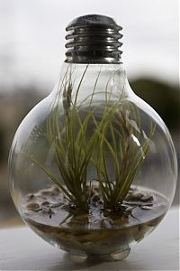 Art & Creativity: plants art from old light bulbs
