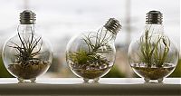 TopRq.com search results: plants art from old light bulbs