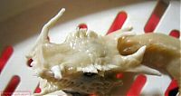 TopRq.com search results: dragon jiaozi