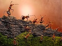 Art & Creativity: Ant Stories by Andrey Pavlov