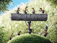 Art & Creativity: Ant Stories by Andrey Pavlov