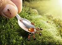 TopRq.com search results: Ant Stories by Andrey Pavlov