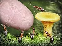 Art & Creativity: Ant Stories by Andrey Pavlov