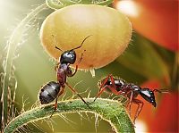 Art & Creativity: Ant Stories by Andrey Pavlov