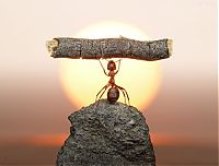 Art & Creativity: Ant Stories by Andrey Pavlov