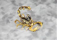 Art & Creativity: steampunk insect