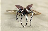 Art & Creativity: steampunk insect