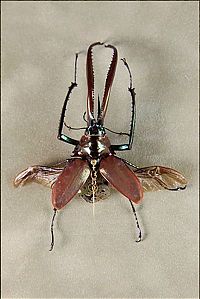 Art & Creativity: steampunk insect