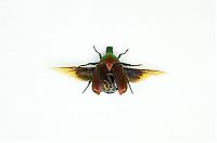 Art & Creativity: steampunk insect