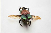 Art & Creativity: steampunk insect