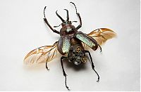 Art & Creativity: steampunk insect