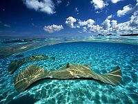 Art & Creativity: Underwater photography by David Doubilet