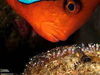 TopRq.com search results: Underwater photography by David Doubilet