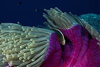 TopRq.com search results: Underwater photography by David Doubilet