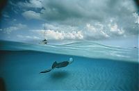 TopRq.com search results: Underwater photography by David Doubilet
