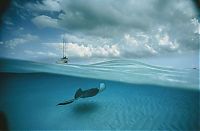 Art & Creativity: Underwater photography by David Doubilet