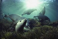 Art & Creativity: Underwater photography by David Doubilet