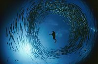 Art & Creativity: Underwater photography by David Doubilet