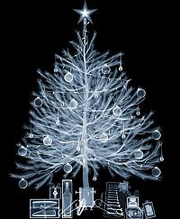 TopRq.com search results: X-ray images by Nick Veasey