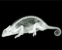 TopRq.com search results: X-ray images by Nick Veasey