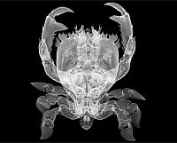 TopRq.com search results: X-ray images by Nick Veasey